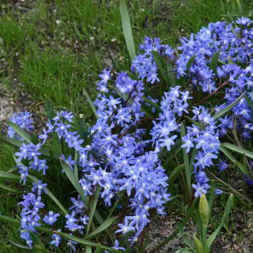 Chionodoxa sardensis - Dunkle Sternhyazinthe (Hafen)