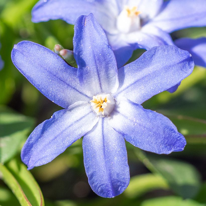 Chionodoxa sardensis - Dunkle Sternhyazinthe (Blüte)