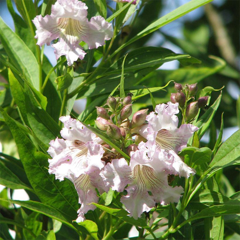 Chitalpa tashkentensis - Baumoleander (Blüte)