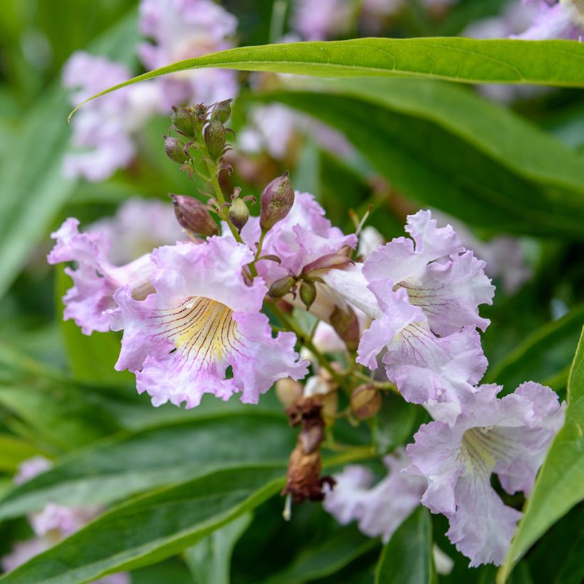 Chitalpa tashkentensis Pink Dawn - Baumoleander (Blüte)