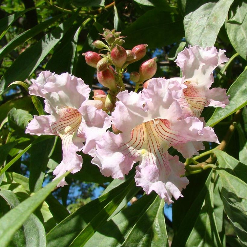 Chitalpa tashkentensis Summer Bells - Baumoleander (Blüte)