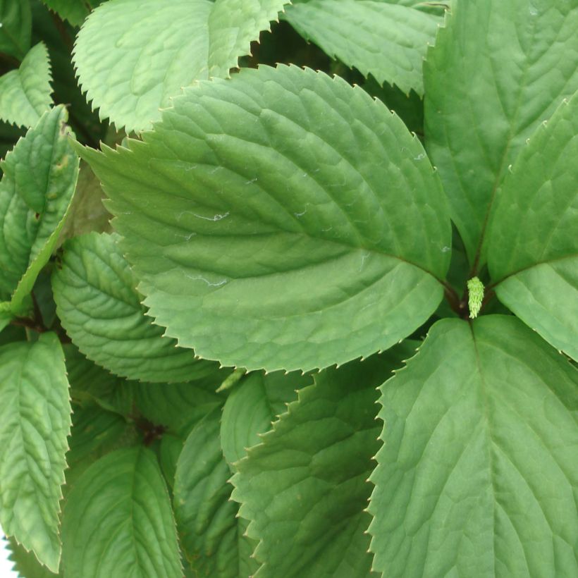 Chloranthus fortunei (Laub)