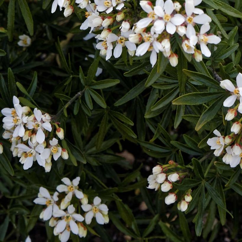 Orangenblume Snow Flurries - Choisya ternata (Laub)