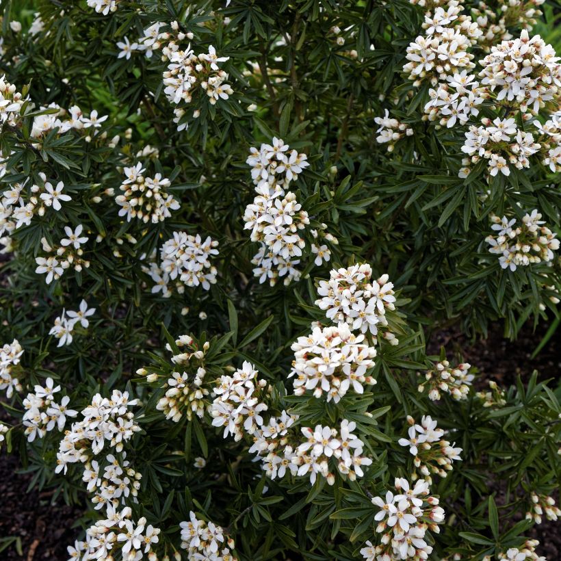 Orangenblume Snow Flurries - Choisya ternata (Blüte)