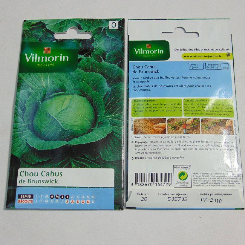 Beispiel eines Exemplars von Weißkohl Brunswick - Vilmorin die Tüte mit 800 Samen (2g) wie geliefert