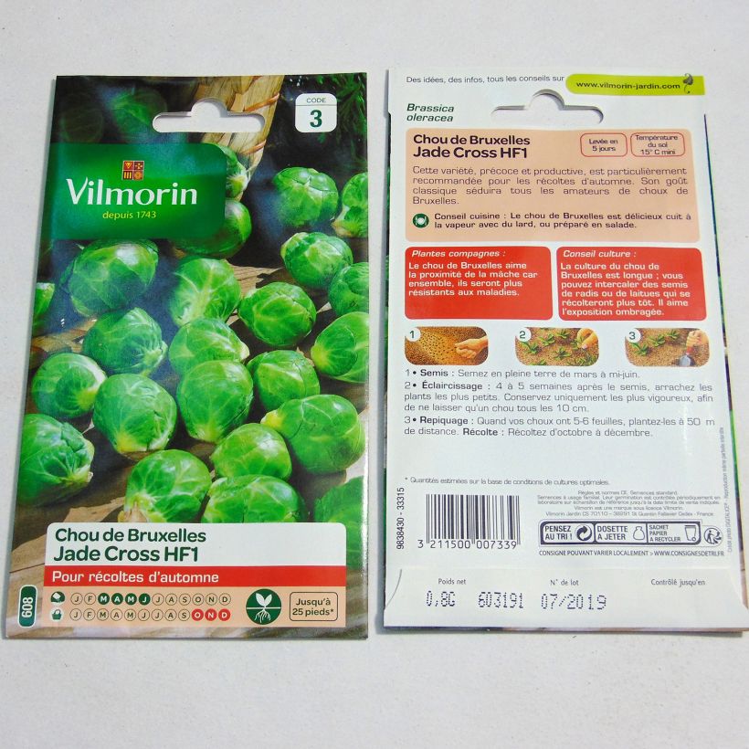 Beispiel eines Exemplars von Rosenkohl Jade Cross F1 - Vilmorin wie geliefert