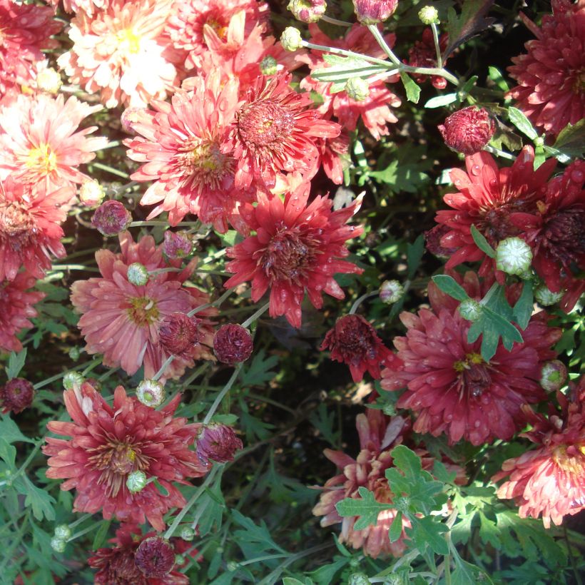 Chrysanthemum rubellum Duchess of Edimburgh - Herbst-Chrysantheme (Blüte)