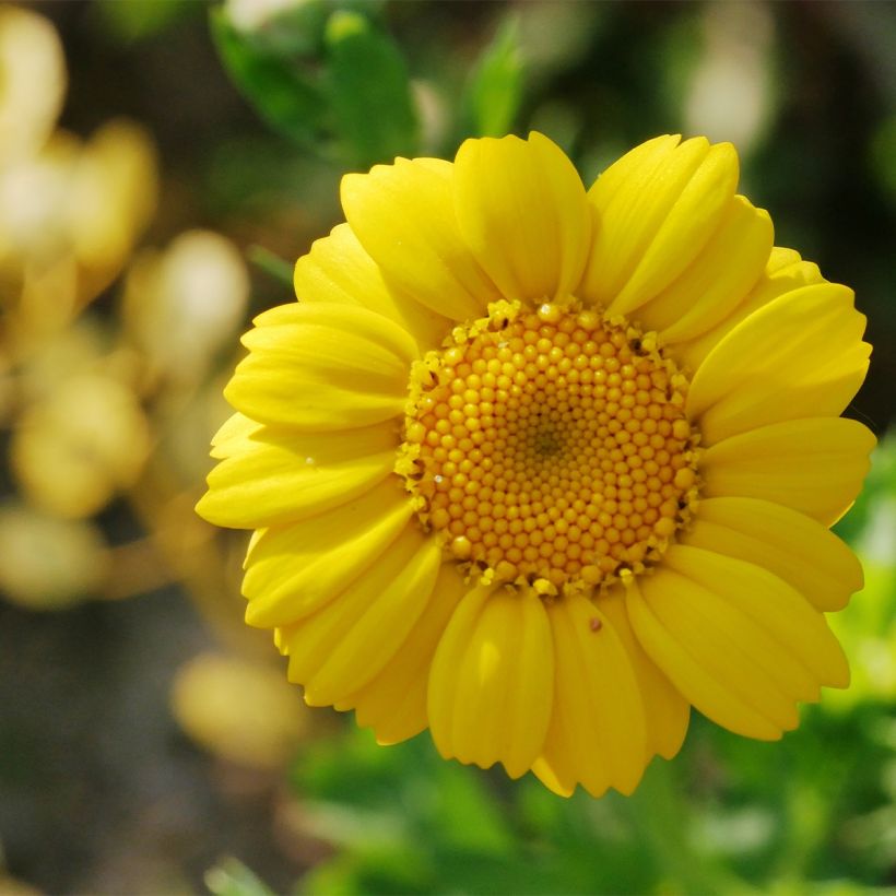 Chrysanthemum segetum - Saat-Wucherblume (Blüte)