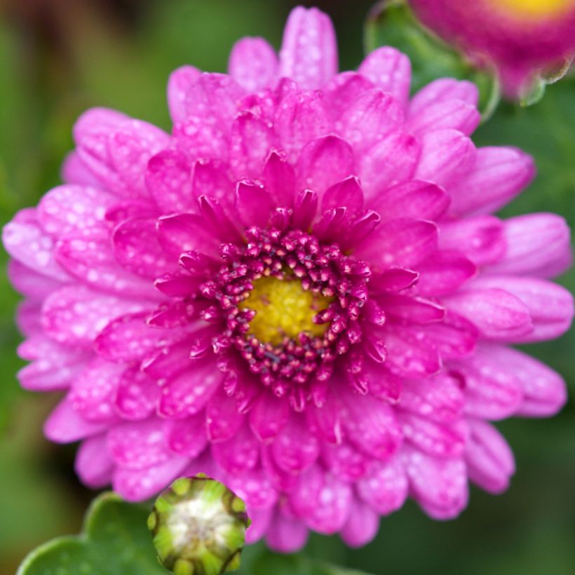 Chrysanthemum Mei Kyo - Herbst-Chrysantheme (Blüte)