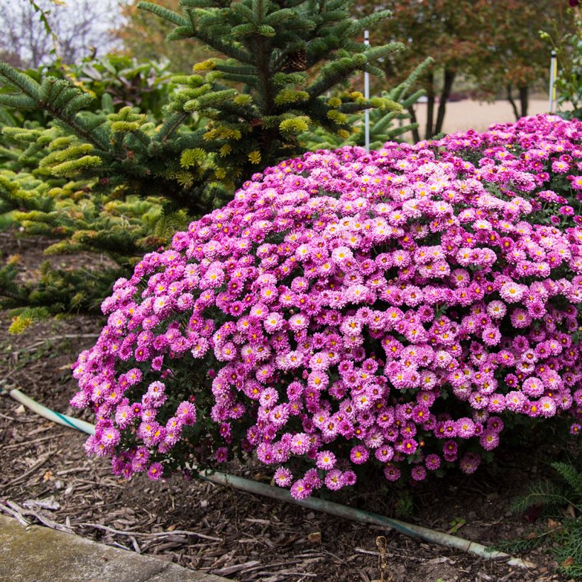 Chrysanthemum Mei Kyo - Herbst-Chrysantheme (Hafen)