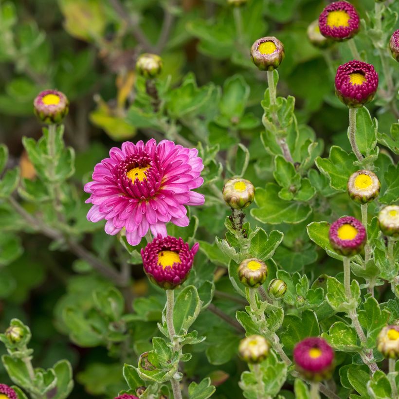 Chrysanthemum Anastasia - Herbst-Chrysantheme (Laub)