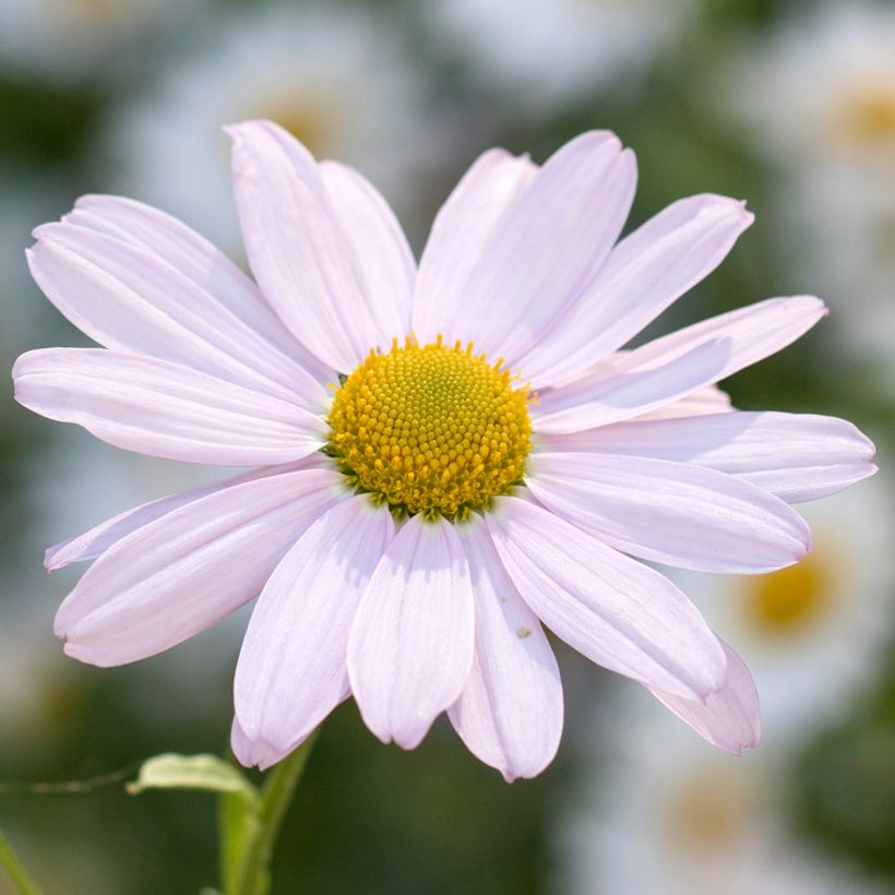 Chrysanthemum arcticum Roseum - Polar-Margerite (Blüte)