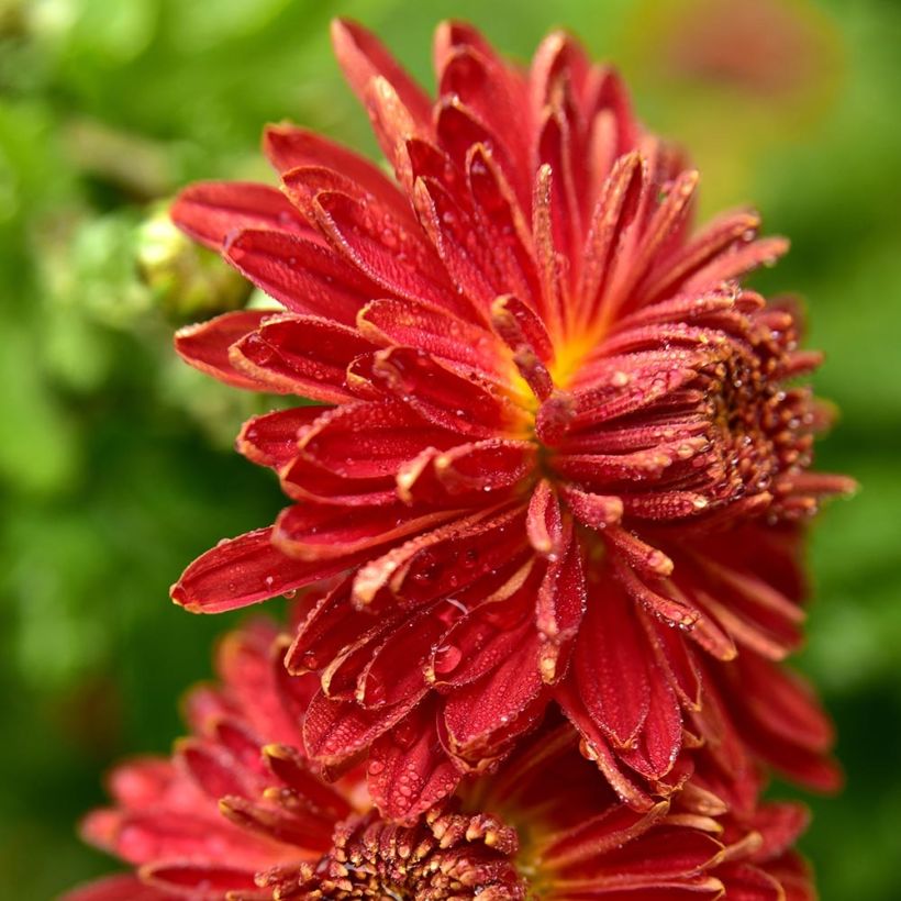 Chrysanthemum indicum Brennpunkt - Chrysantheme (Blüte)