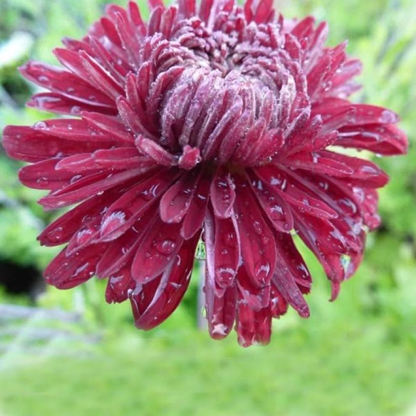 Chrysanthemum indicum Cedie Mason - Chrysantheme (Blüte)