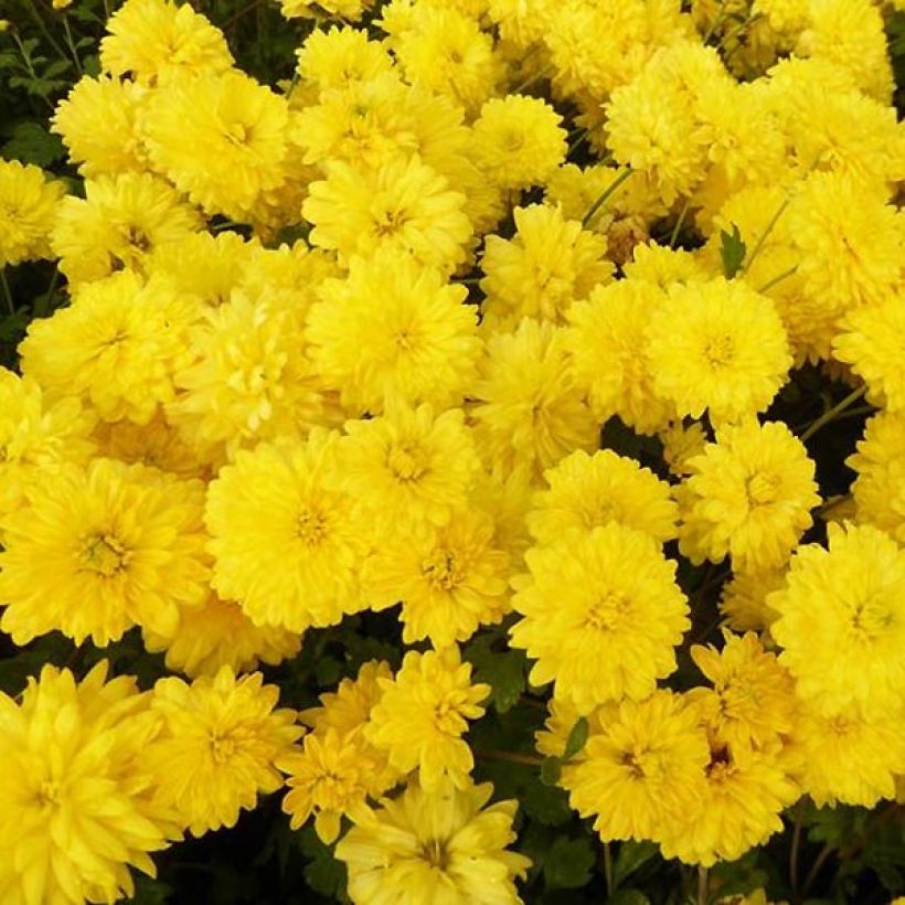 Chrysanthemum Citronella - Herbst-Chrysantheme (Blüte)