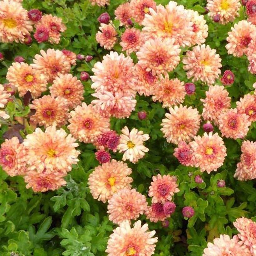 Chrysanthemum indicum Herbstbrokat - Chrysantheme (Laub)