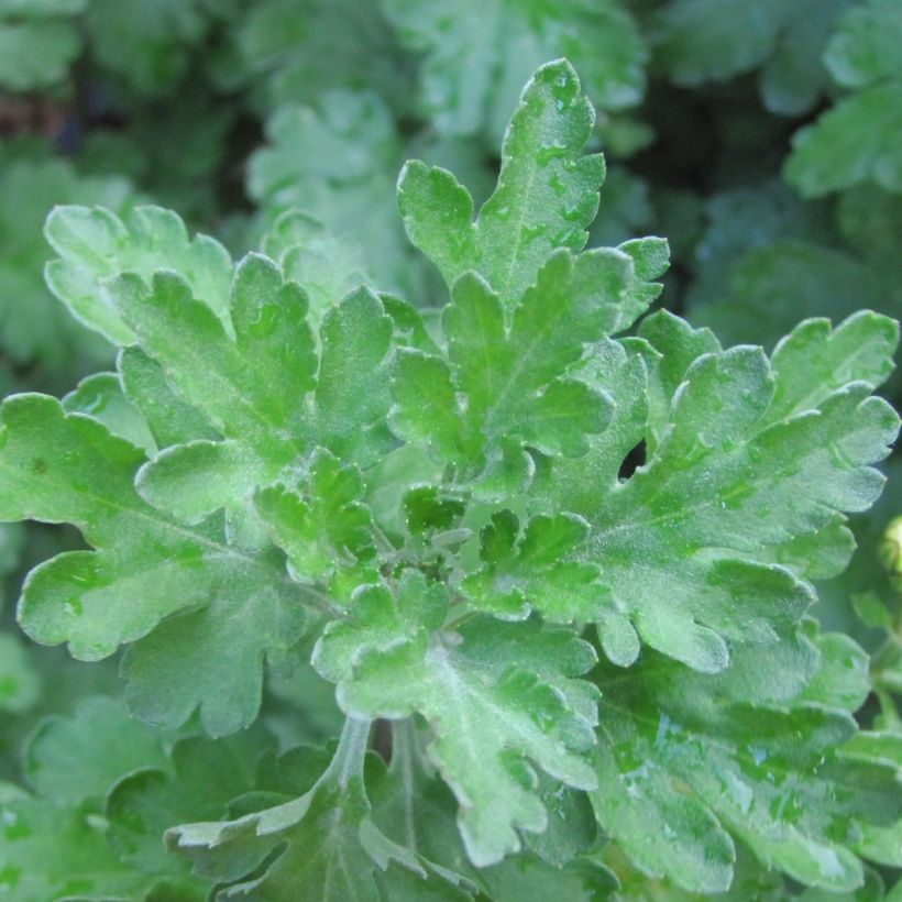 Chrysanthemum indicum Poesie - Chrysantheme (Laub)