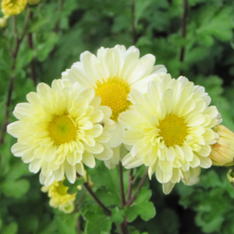 Chrysanthemum indicum Poesie - Chrysantheme (Blüte)