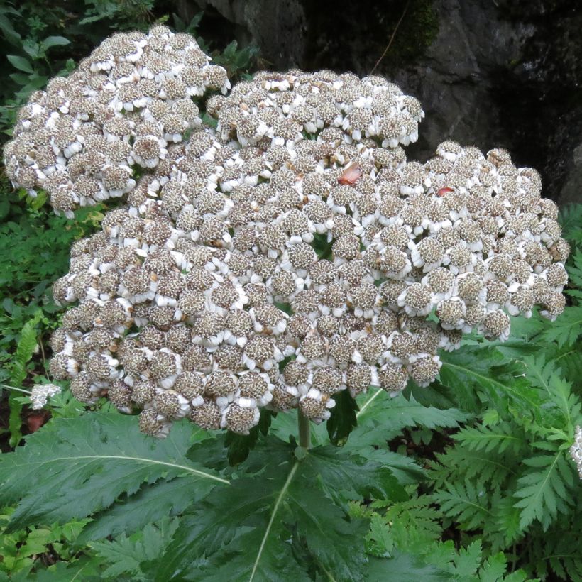 Chrysanthemum macrophyllum - Schafgarbenmargerite (Blüte)