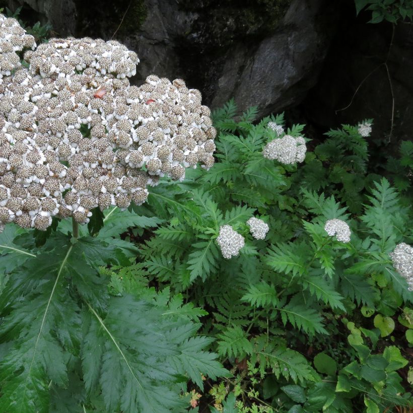 Chrysanthemum macrophyllum - Schafgarbenmargerite (Hafen)