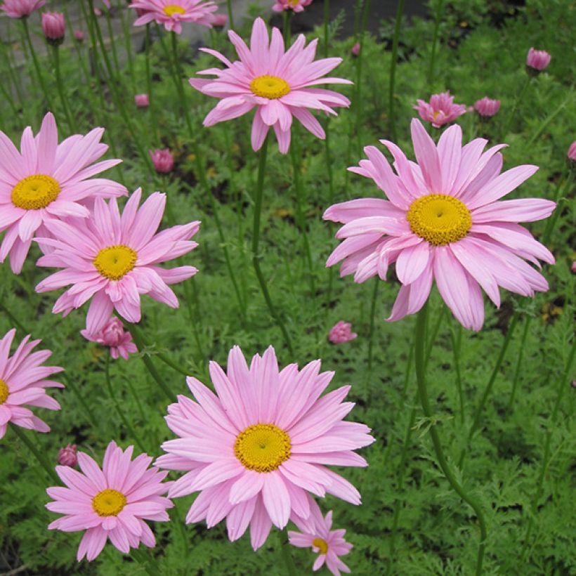 Chrysanthemum rubellum Clara Curtis - Herbst-Chrysantheme (Blüte)