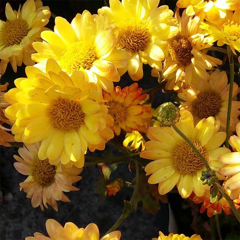 Chrysanthemum rubellum Dernier Soleil - Herbst-Chrysantheme (Blüte)