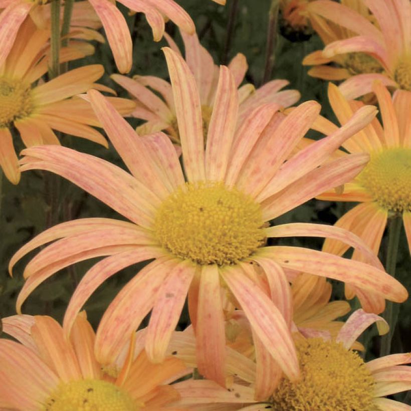 Chrysanthemum rubellum Mary Stoker - Herbst-Chrysantheme (Blüte)