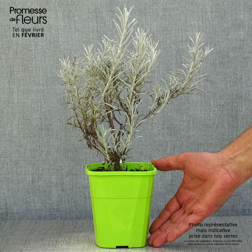 Exemplar von Chrysocephalum apiculatum Korma - Immortelle  Pot de 1,5L/2L wie im Herbst geliefert