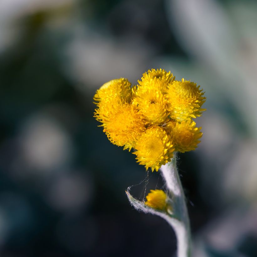 Chrysocephalum apiculatum Korma (Blüte)