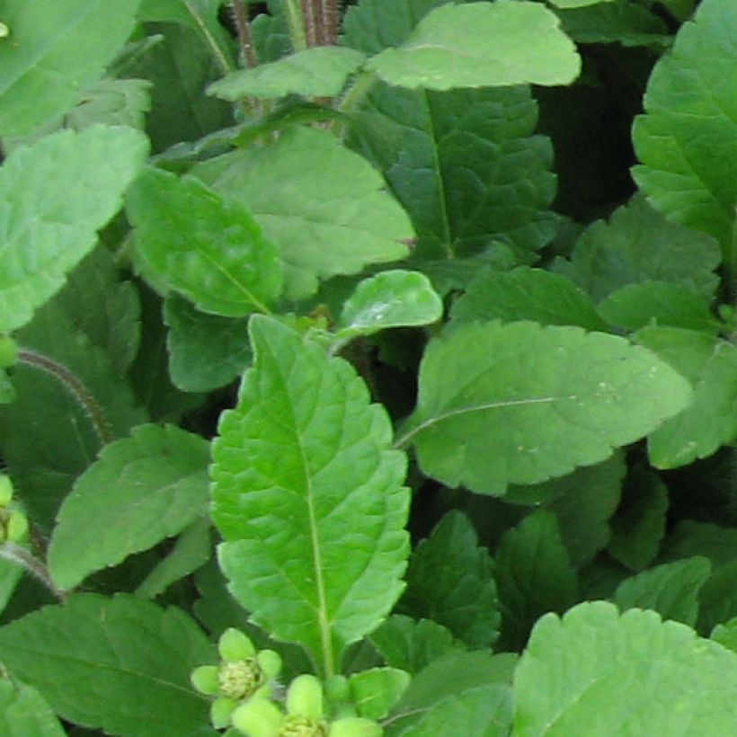 Chrysogonum virginianum - Goldkörbchen (Laub)