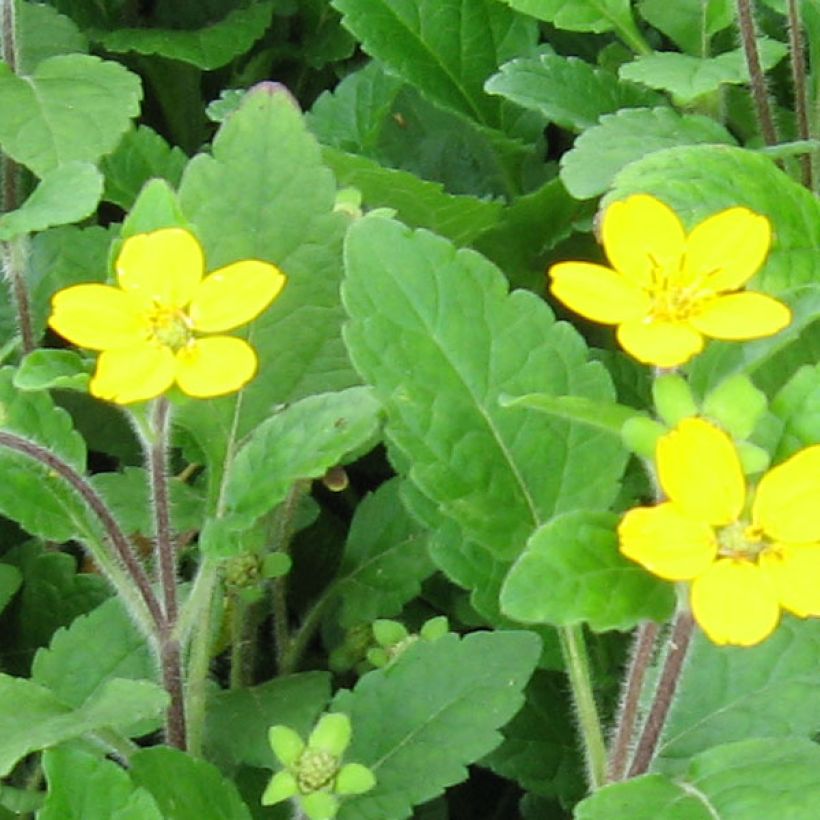 Chrysogonum virginianum - Goldkörbchen (Blüte)