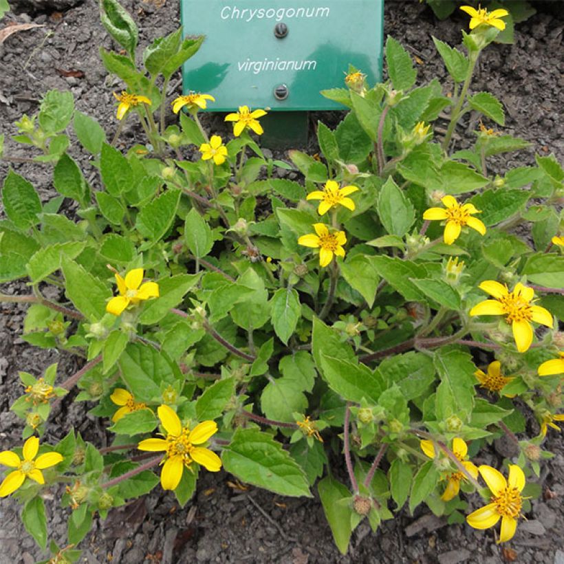 Chrysogonum virginianum - Goldkörbchen (Hafen)