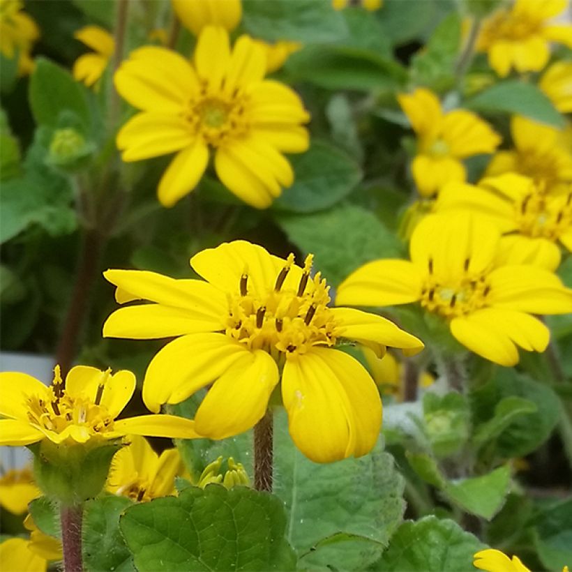 Chrysogonum virginianum André Viette - Goldkörbchen (Blüte)