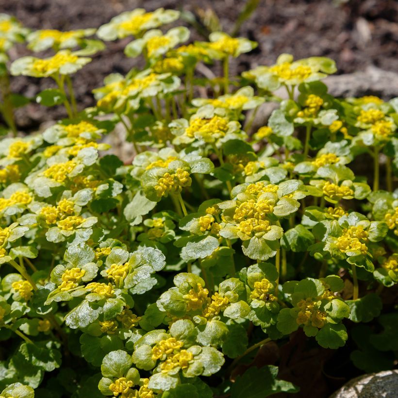 Chrysosplenium alternifolium - Wechselblättriges Milzkraut (Hafen)