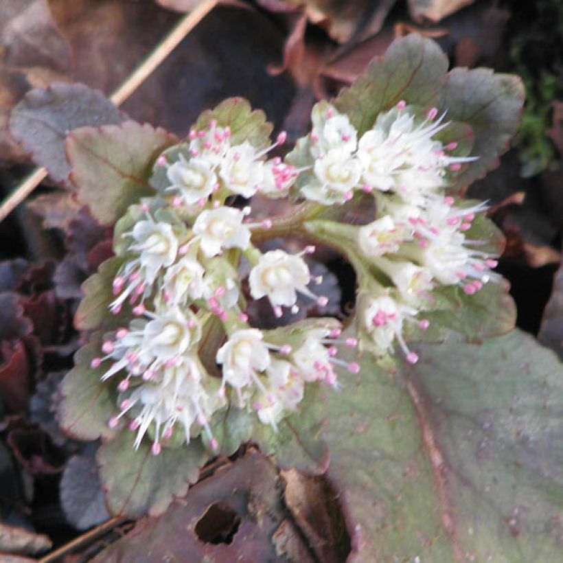 Chrysosplenium macrophyllum - Großblättriges Milzkraut (Blüte)