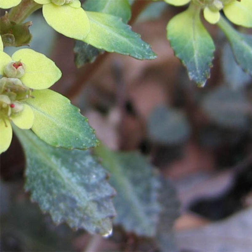 Chrysosplenium macrostemon v. shiobarense - Milzkraut (Laub)