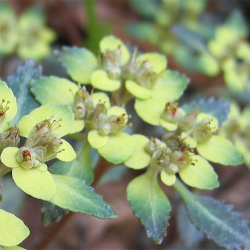 Chrysosplenium macrostemon v. shiobarense - Milzkraut (Blüte)