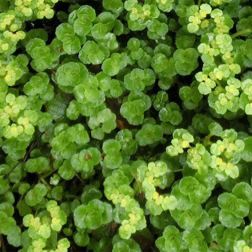 Chrysosplenium oppositifolium - Gegenblättriges Milzkraut (Laub)