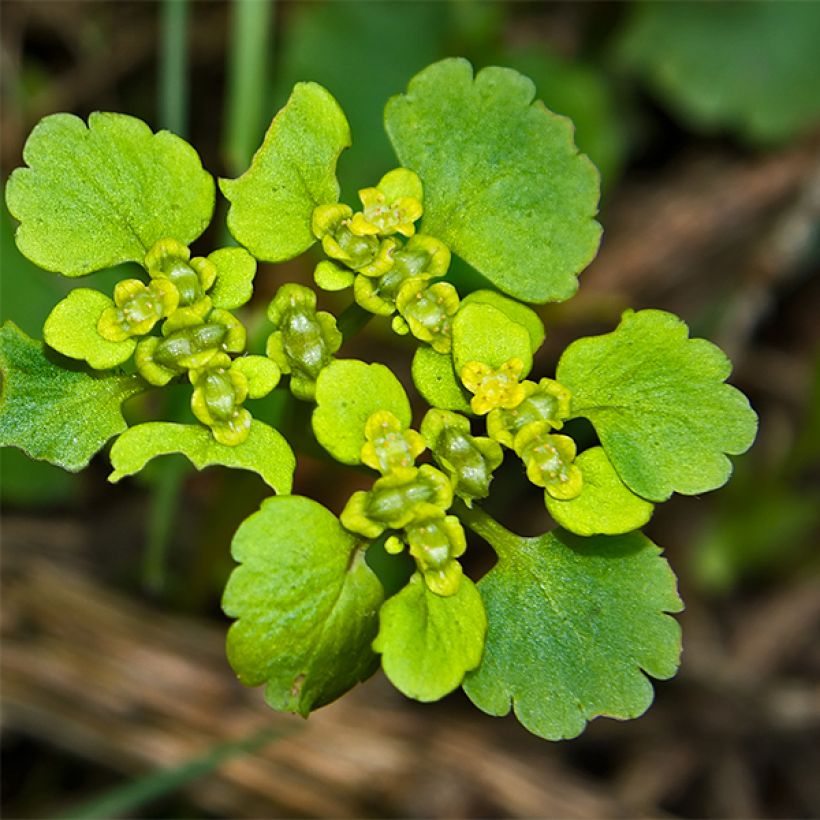 Chrysosplenium oppositifolium - Gegenblättriges Milzkraut (Blüte)