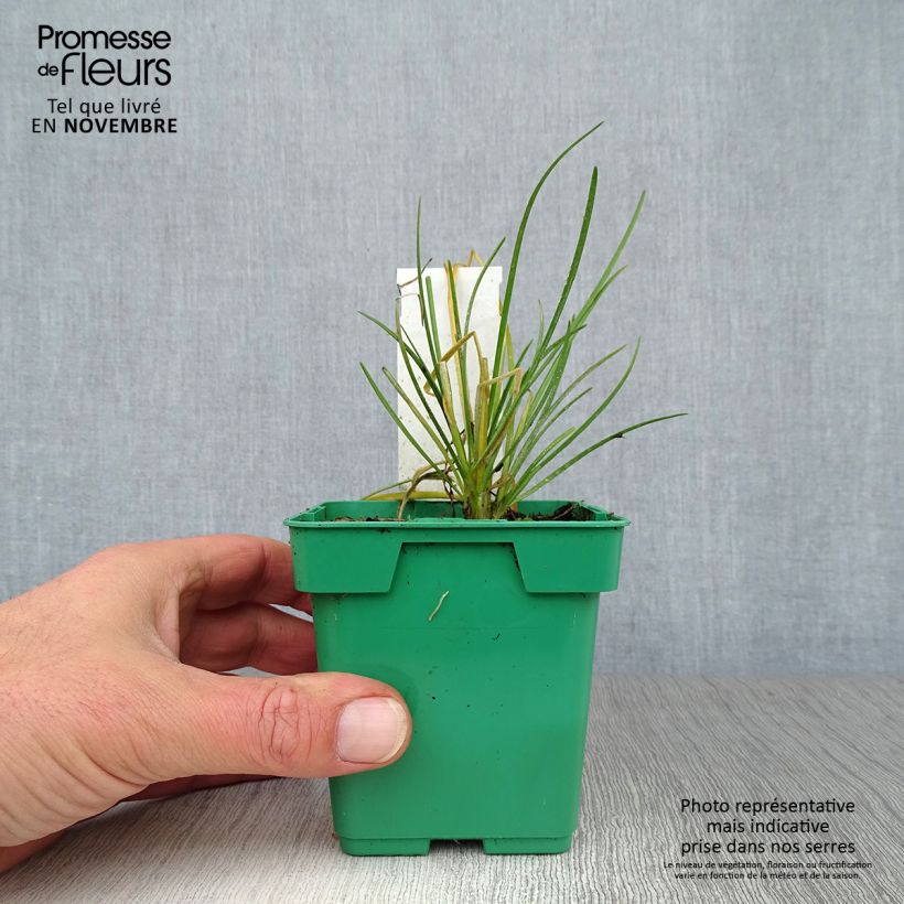 Exemplar von Ciboulail - Ciboule de Chine en plants Pot de 10 cm/11cm wie im Herbst geliefert