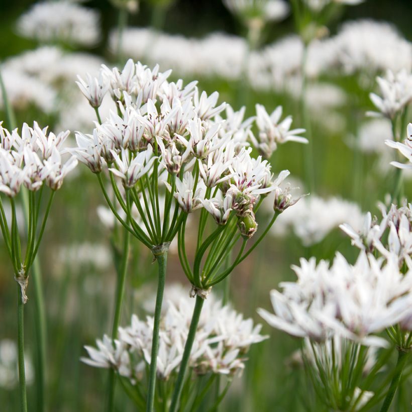 Ail odorant - Allium ramosum (Blüte)