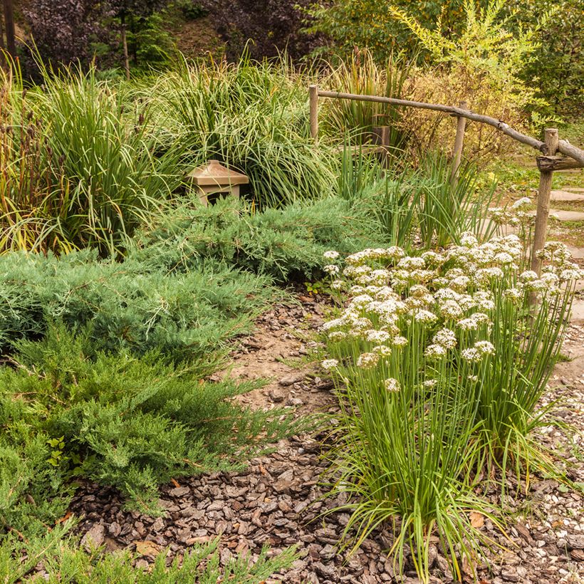 Ail odorant - Allium ramosum (Hafen)