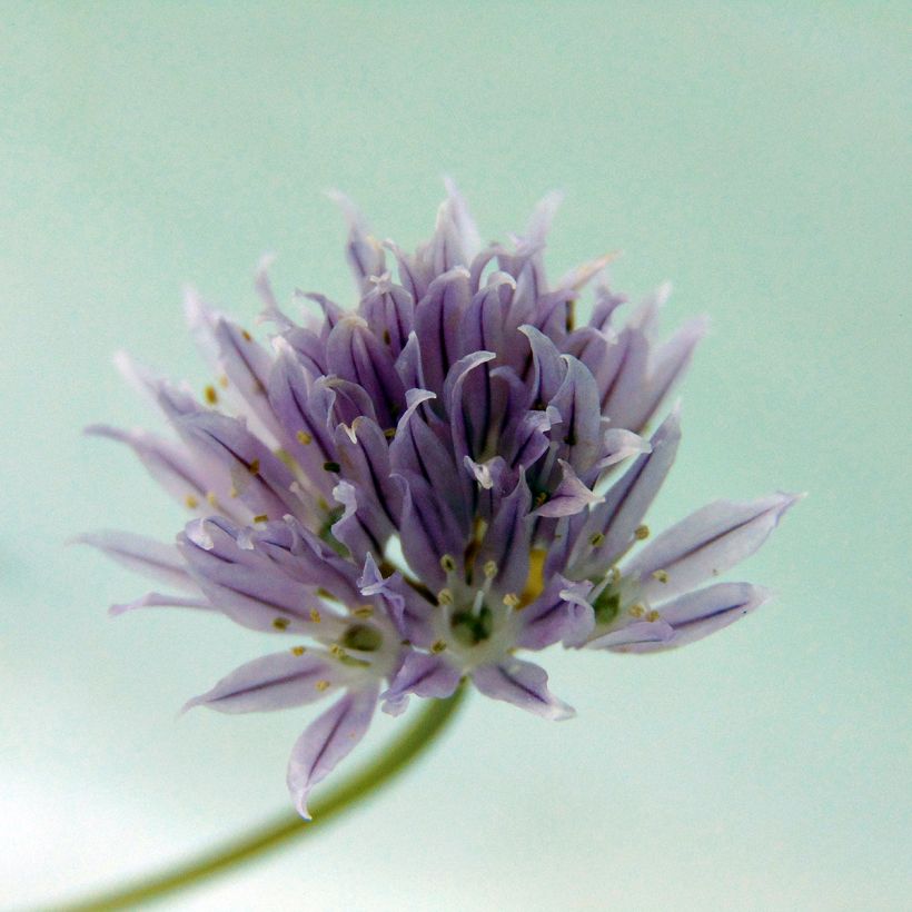 Schnittlauch - Allium schoenoprasum (Blüte)