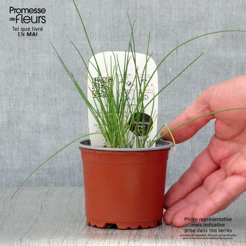 Exemplar von Ciboulette - Civette en plant BIO Pot de 10/11cm wie im Frühjahr geliefert