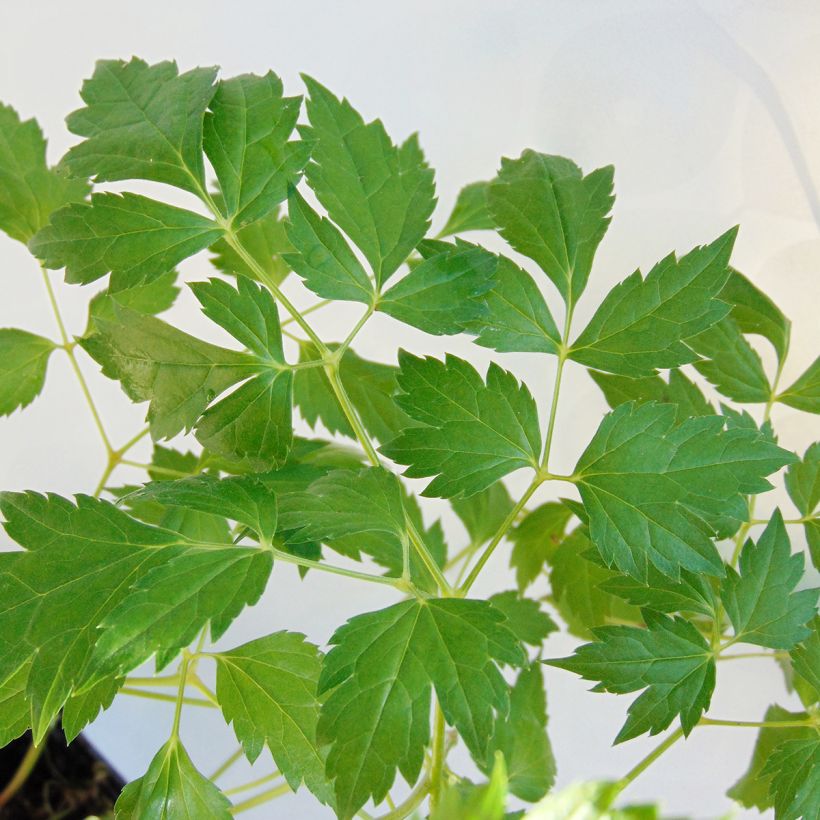 Actaea matsumurae White Pearl - Silberkerze (Laub)