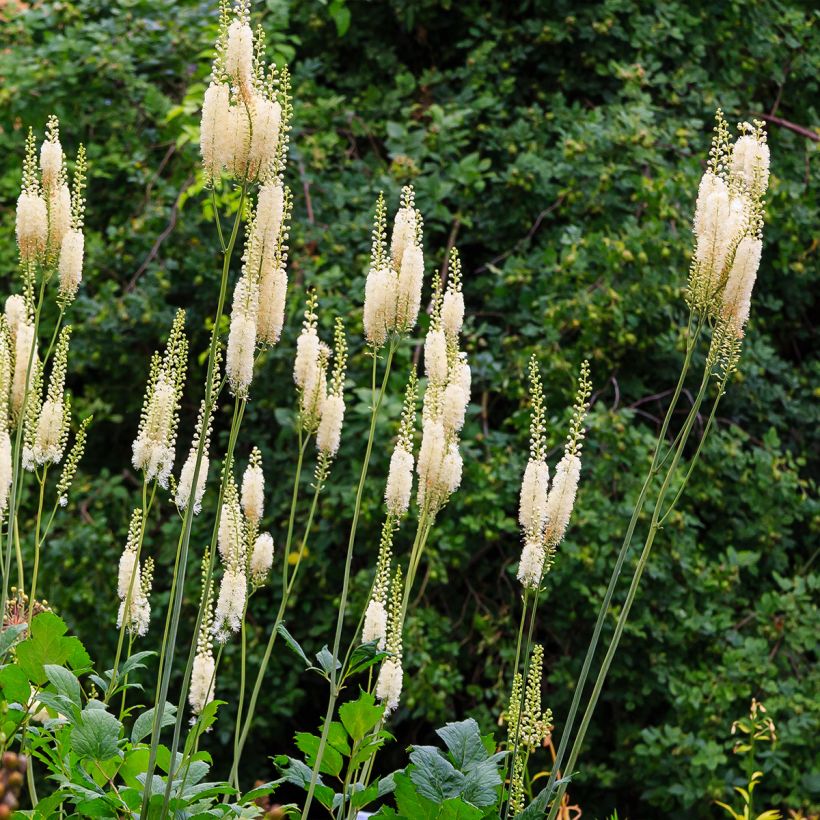 Actaea arizonica - Christophskräuter (Hafen)