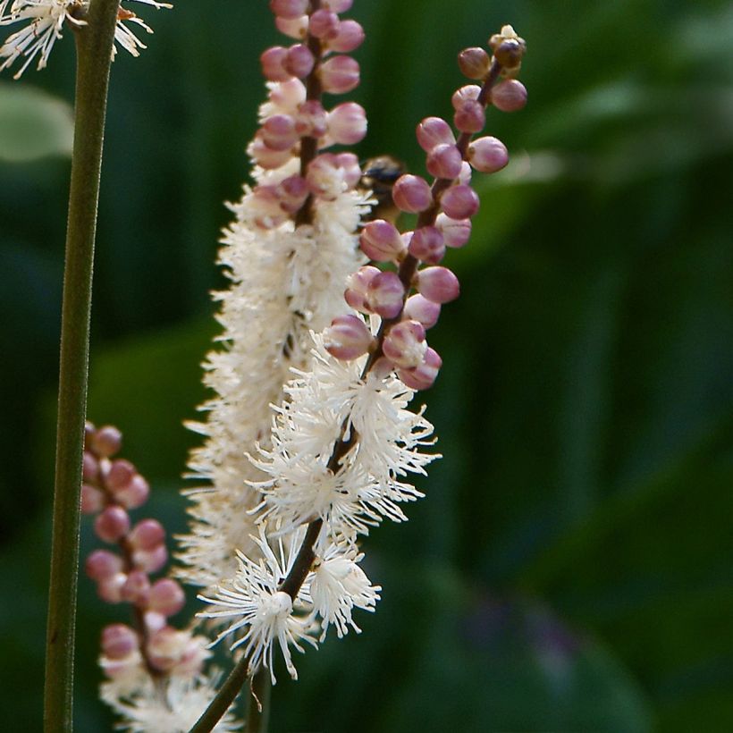 Actaea japonica - Zwerg-Silberkerze (Blüte)