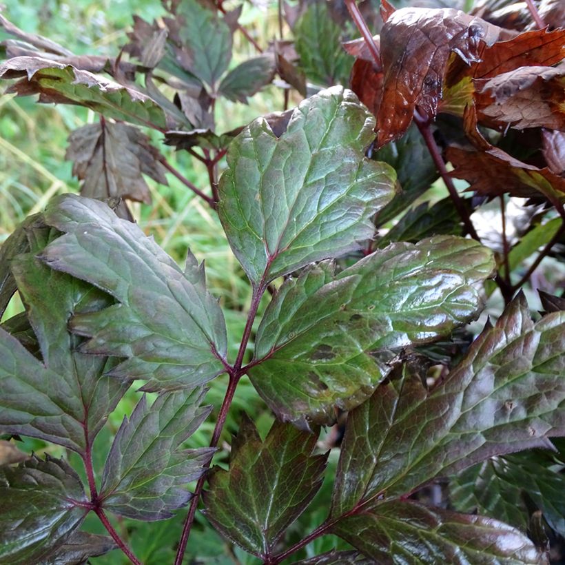 Actaea simplex Atropurpurea - Oktober-Silberkerze (Laub)