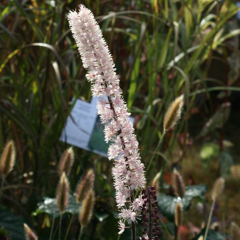 Actaea simplex Brunette - Oktober-Silberkerze (Blüte)