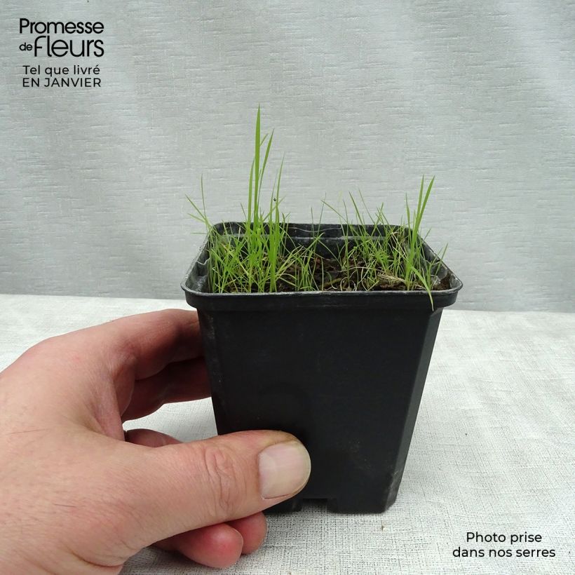 Exemplar von Cimicifuga James Compton - Actaea simplex Godet de 9cm wie im Winter geliefert